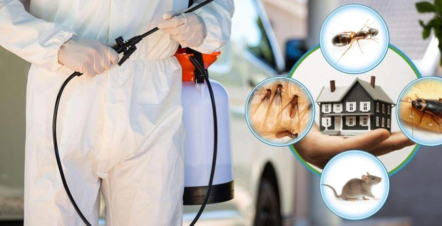 Kilimli Böcek İlaçlama